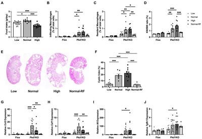 Accelerated cystogenesis by dietary protein load is dependent on, but not initiated by kidney macrophages